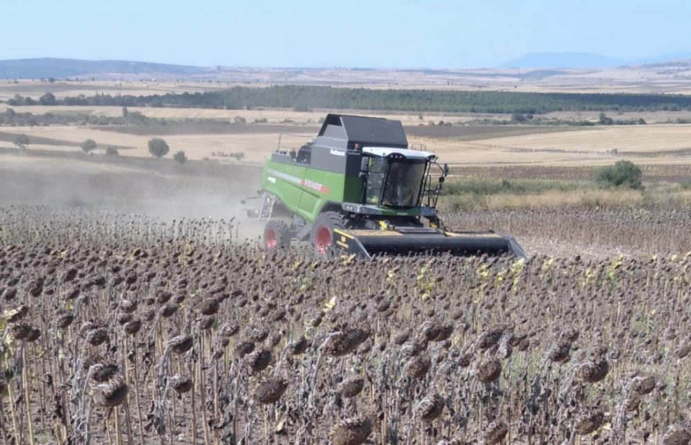 Balıkesir’in Manyas ilçesinde ayçiçeği hasadı başladı. Ancak yaz döneminde yağışların
