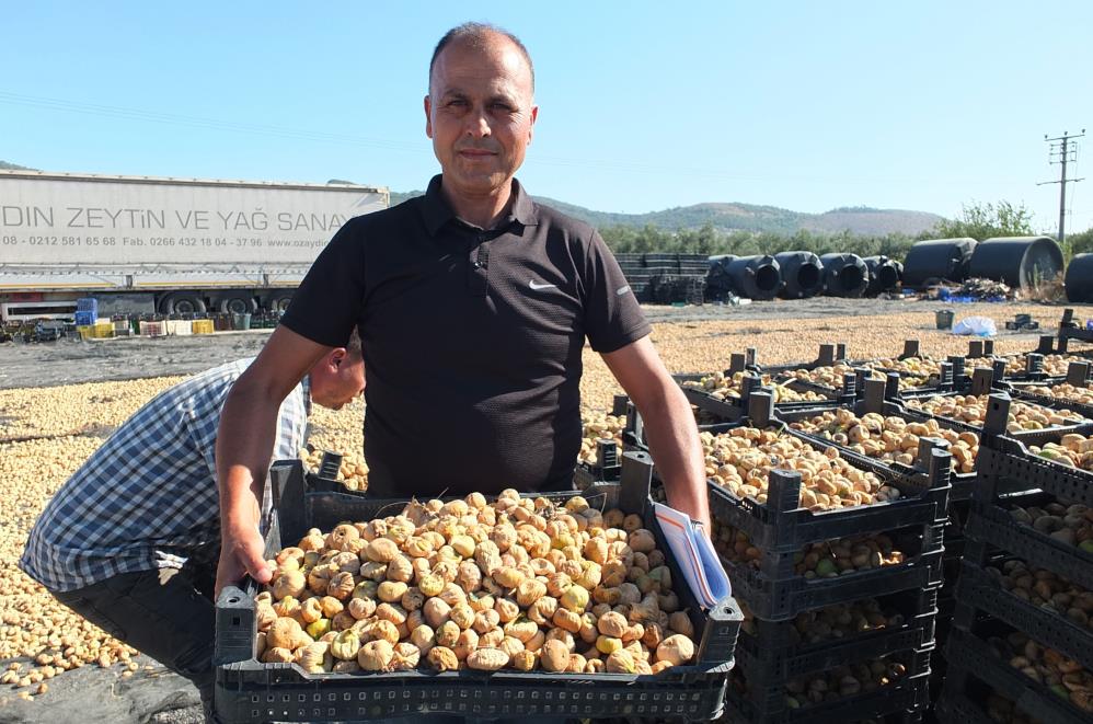 Balıkesir’in İnciri Rekor Kırıyor! AW522708 01 - Marmara Bölge Gazetesi
