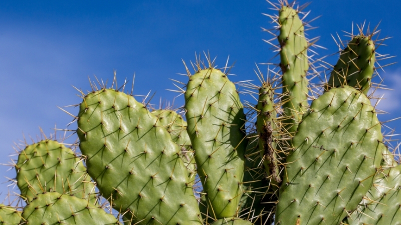 Kaktüsler Bu Yöntemle Rengârenk Açıyor Adsiz tasarim 1 16 - Marmara Bölge Gazetesi