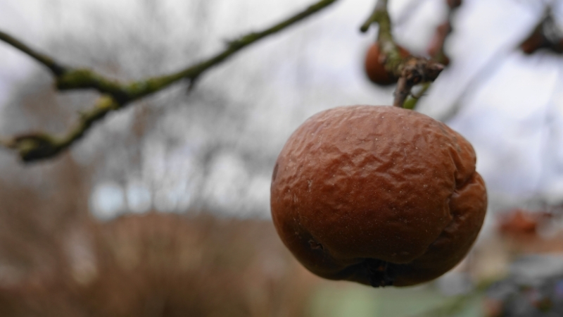 Meyveleriniz Aniden Çürüyorsa Dikkat! Adsiz tasarim 1 185 - Marmara Bölge Gazetesi