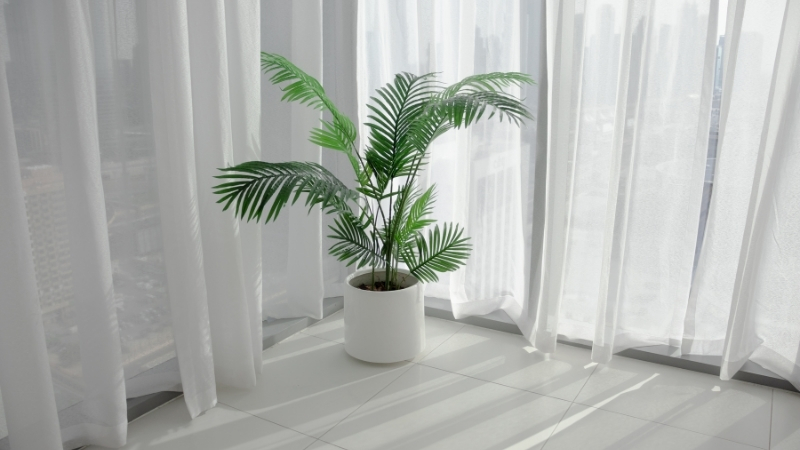 Kapı önüne süs olsun diye konulan bazı bitkiler aslında evin