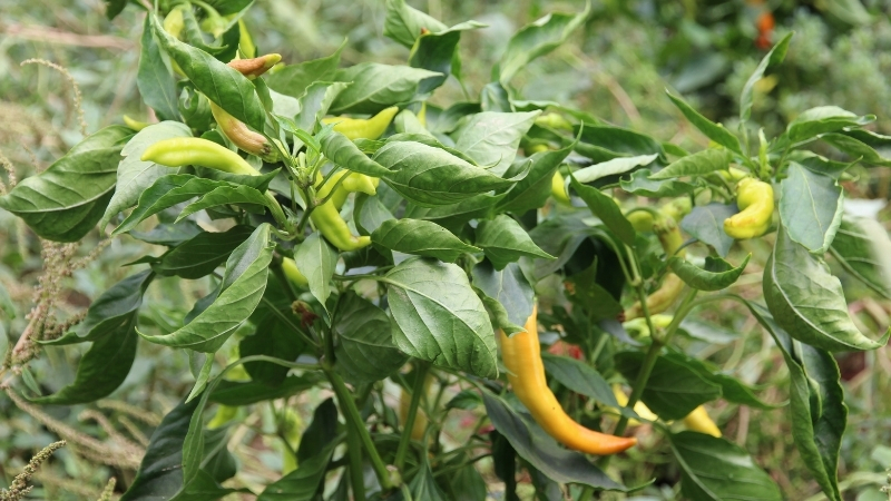 Adanalıların yıllardır kullandığı bu taktikle biberin acılığı daha elinize almadan
