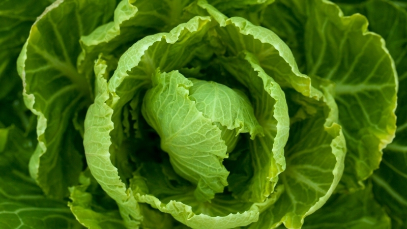 Balıkesir’de marulun kısa sürede pörsümesini önlemek ve günlerce taze kalmasını