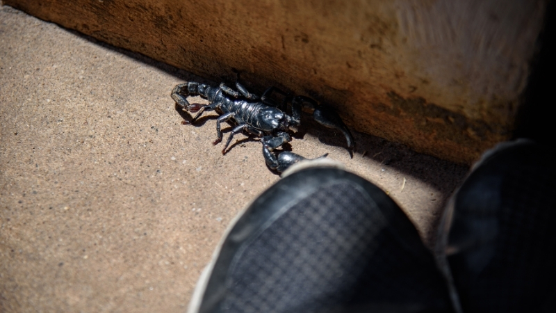 Yaz aylarında Balıkesir’de açık havada bırakılan ayakkabılar, fark edilmeden içine