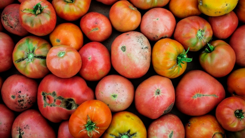 Balıkesirli vatandaşlar, çürüyen domatesleri artık çöpe atmak yerine doğada ve