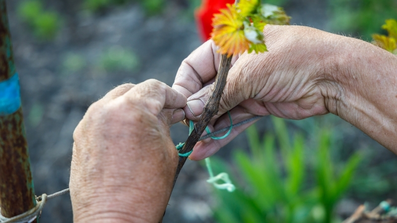 Bitki sapına bağlanan ip ya da kurdele, Balıkesirli bahçıvanların da