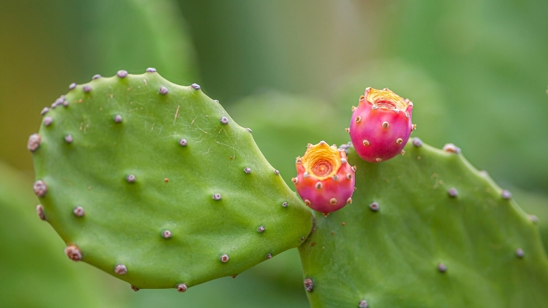 Kaktüsler Bu Yöntemle Rengârenk Açıyor Adsiz tasarim 2 12 - Marmara Bölge Gazetesi