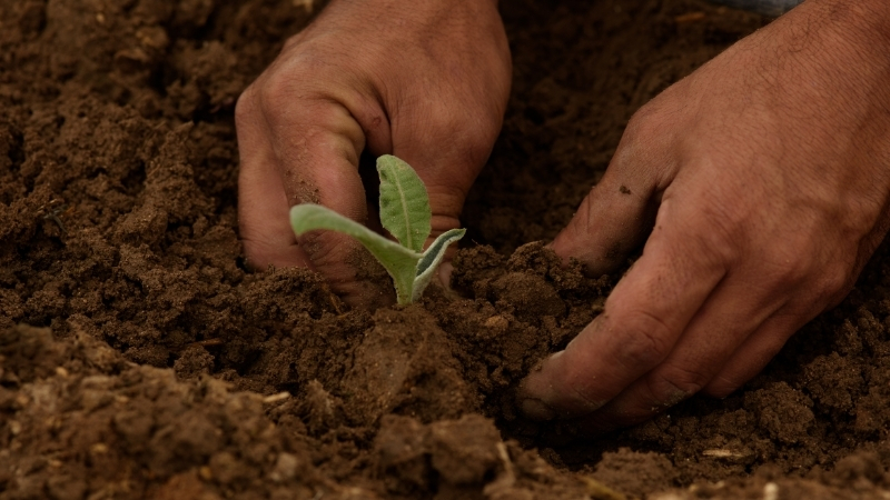 Gençlerin tarımdan uzaklaşması Balıkesir’in üretim gücünü tehdit ediyor. Köylerde yaş