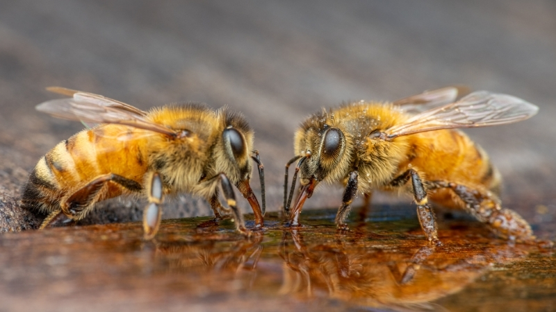 Balıkesir’de arı yetiştiriciliği yapan üreticiler için suyun önemi her geçen