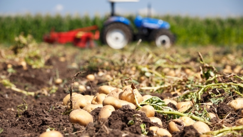 Bir bahçıvan, 10 yıldır patateslerini ağustos ayında ekerek tarım takvimini