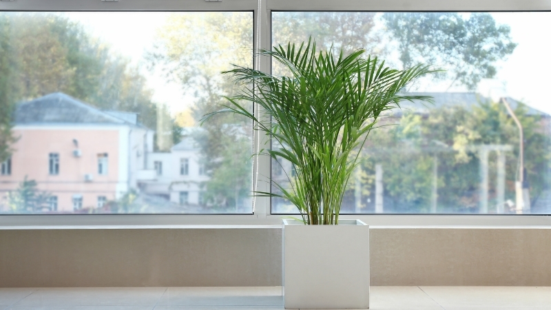 Herkes Süs Sanıyor, Meğer Evdeki Zehri Temizliyormuş Adsiz tasarim 2 194 - Marmara Bölge Gazetesi