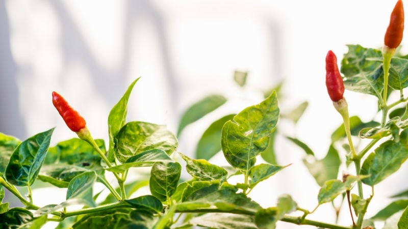 Acı Biberi Tanımanın En Kolay Yolu: Adanalıların Yöntemi Adsiz tasarim 2 202 - Marmara Bölge Gazetesi