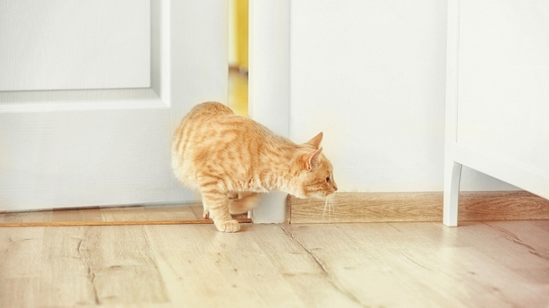 Kapalı kapılar, Balıkesir’deki kedilerin de merakını ve kontrol isteğini tetikleyerek