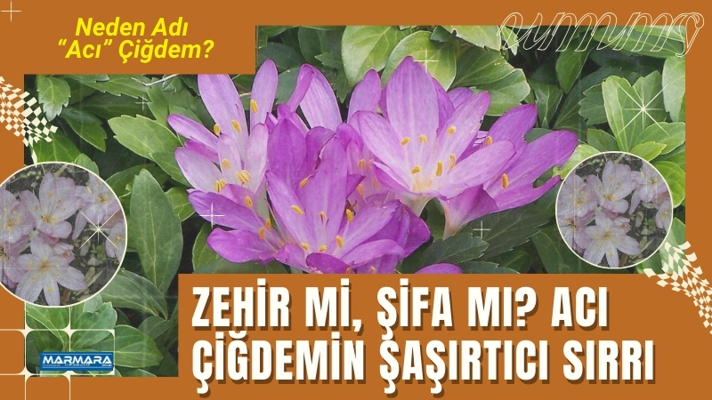 Ne şifa tam anlamıyla şifa, ne de zehir sadece zehir…