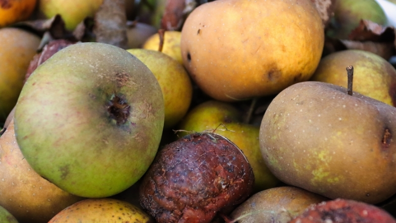 Balıkesir'de elma, armut, kayısı ve erik ağaçlarında yaz sonu hızla