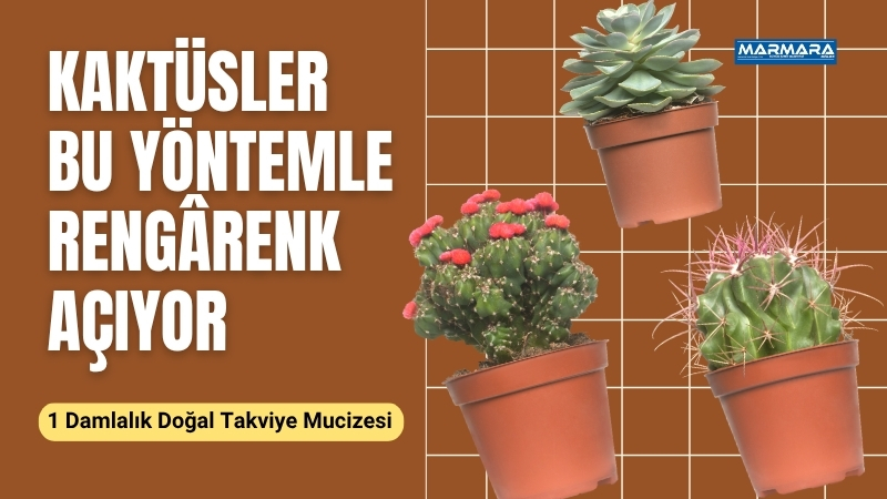 Balıkesir’de yaşayan ve evinde kaktüs yetiştirenler, bu sıcak yaz günlerini