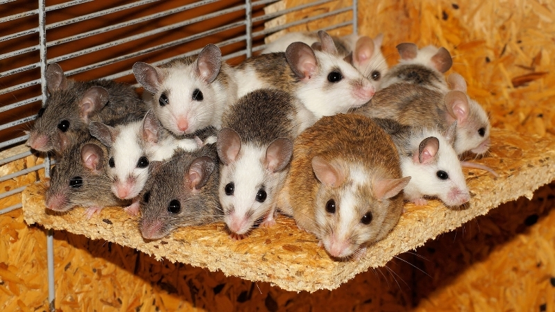 Balıkesir’de yaşayanların sıkça karşılaştığı fare sorunu, doğal bir yöntemle çözüme