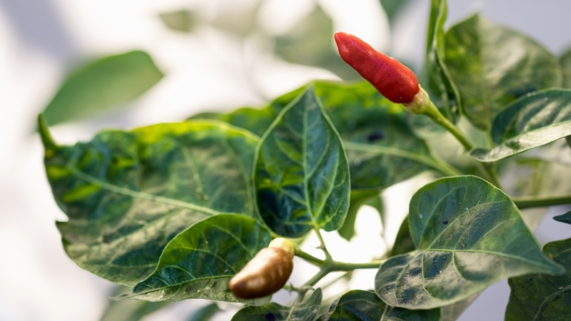 Acı Biberi Tanımanın En Kolay Yolu: Adanalıların Yöntemi Adsiz tasarim 315 - Marmara Bölge Gazetesi