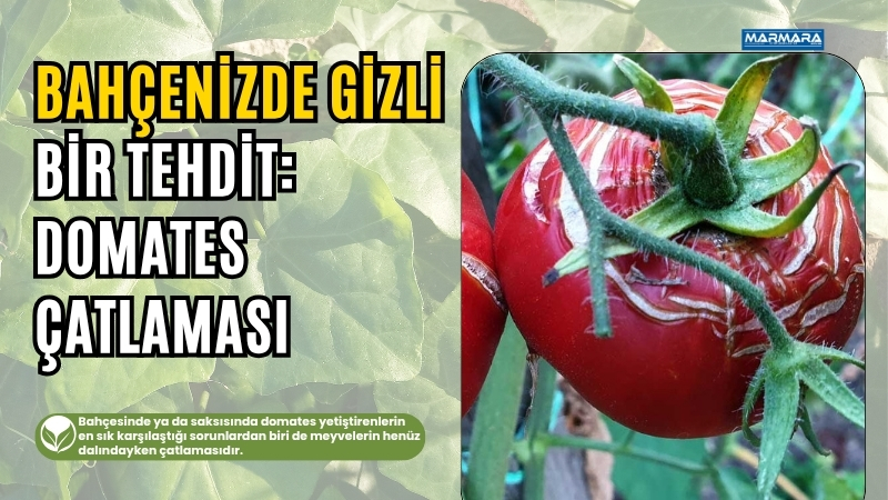 Balıkesir’de domates yetiştirenlerin en çok şikayet ettiği sorunlardan biri dalında