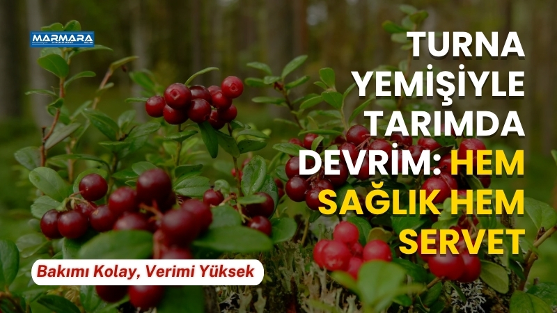 Yüksek kazancı ve düşük bakım maliyetiyle dikkat çeken turna yemişi,