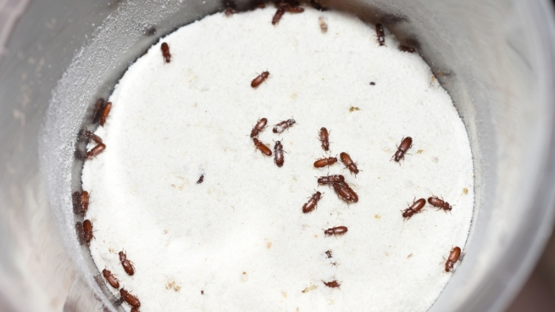 Balıkesir’de mutfaklarda sıkça kullanılan un, yanlış saklama koşullarında hızla böceklenerek