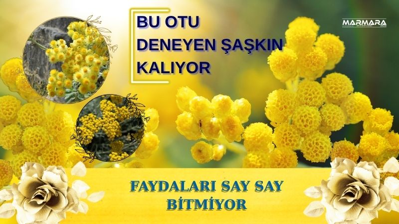 Antioksidan gücü, cilt dostu etkileri ve bağışıklık artırıcı özellikleriyle öne