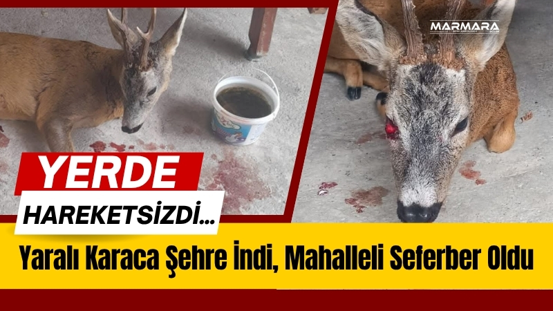 Balıkesir’in Bigadiç ilçesine bağlı Çavuş Mahallesi’nde yürek burkan bir doğa