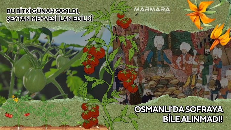 Bir zamanlar sofralara bile alınmayan domates, yüzyıllar boyunca 'günahkâr meyve'