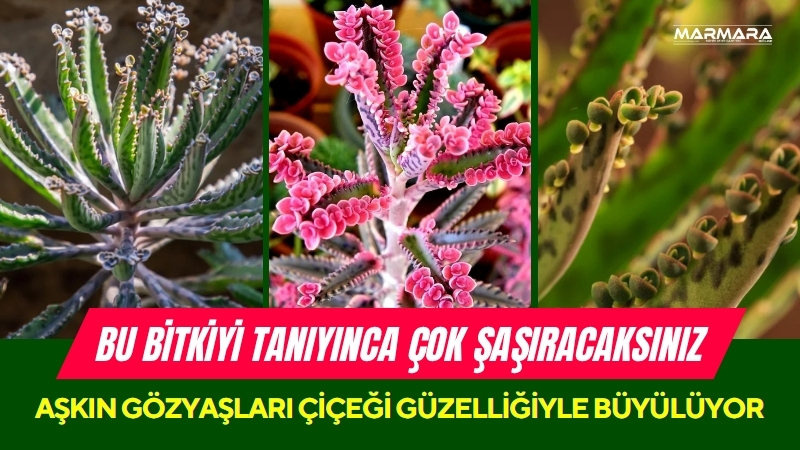 Ev ortamında yetiştirilen sukulentler arasında özel bir yere sahip olan