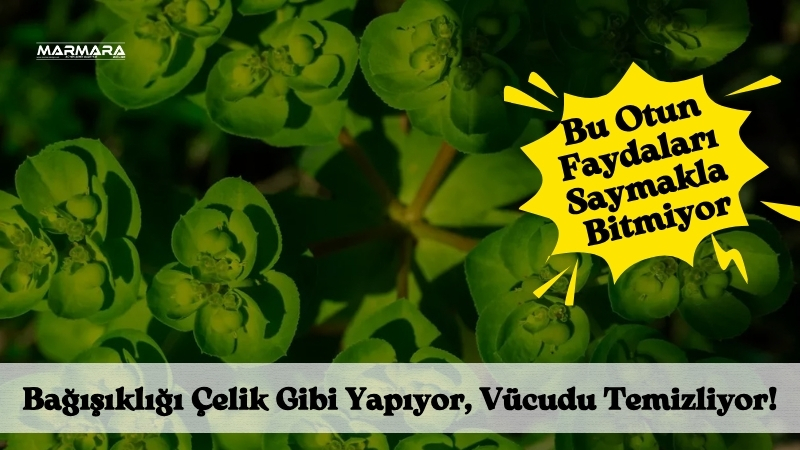 Akdeniz ikliminin bereketli topraklarında kendiliğinden yetişen sütleğen otu (Sonchus oleraceus),