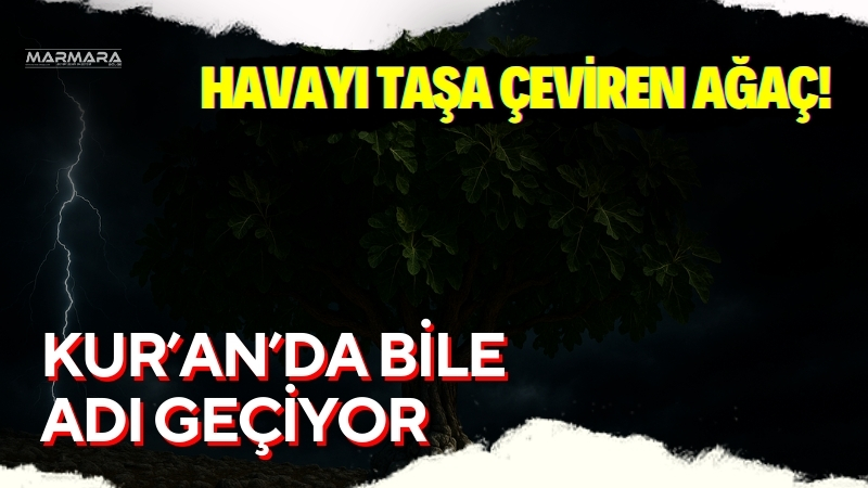 Atmosferdeki karbondioksiti emerek taşa çeviren incir ağacı, hem bilimin hem