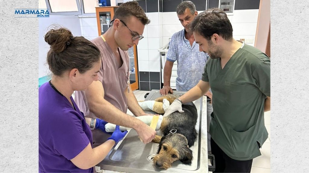 Balıkesir’in Sındırgı ilçesinde meydana gelen depremde yaralanan Barak Av Köpeği
