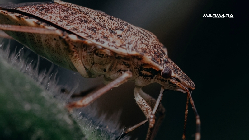 Balıkesir’in Gönen ilçesinde kahverengi kokarca zararlısına karşı yürütülen çalışmalar kapsamında