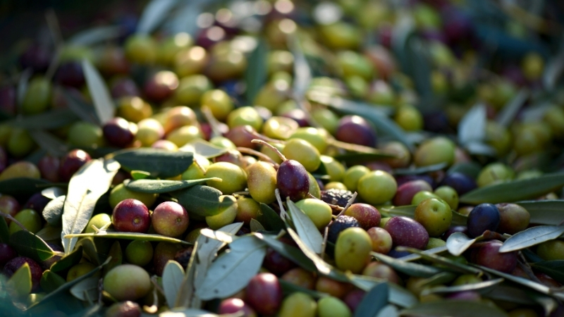 Balıkesir İl Tarım ve Orman Müdürlüğü ekipleri, Havran’da zeytin sineğiyle