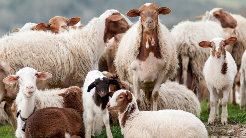 Tarım ve Orman Bakanlığı, 2025 yılı 1. dönem büyükbaş ve