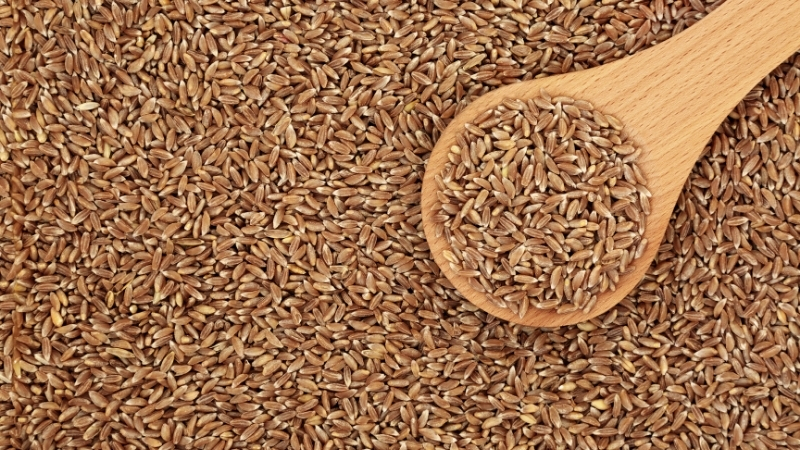 İnsülin Direncini Azaltan 5 Mucizevi Besin Farro - Marmara Bölge Gazetesi