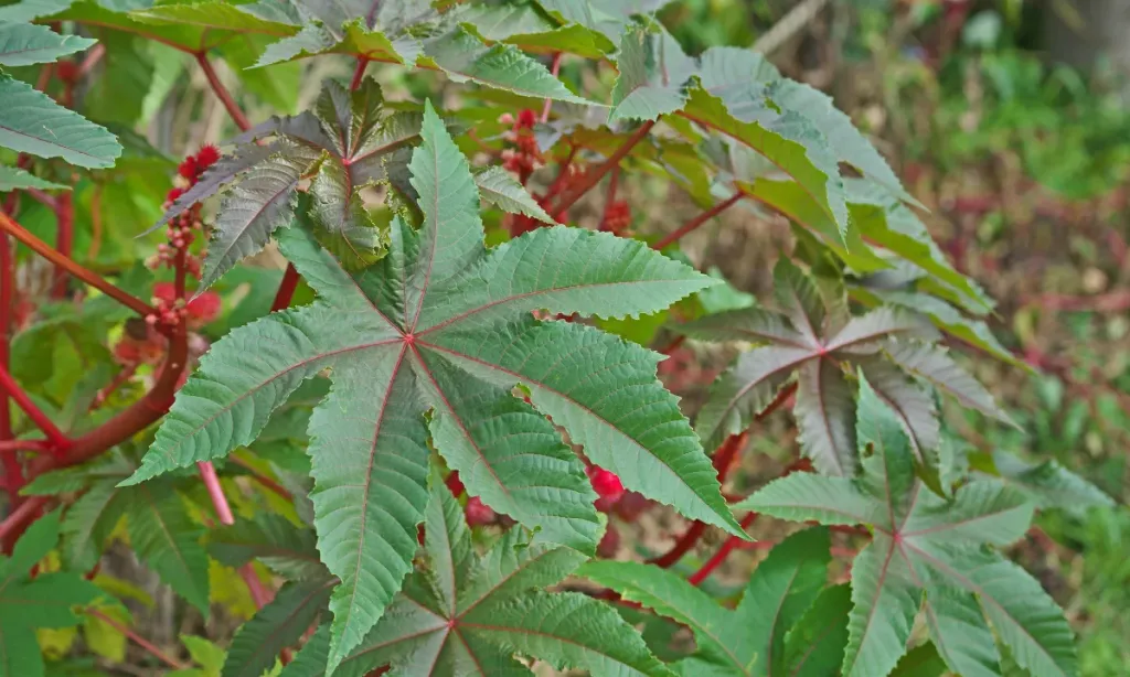 Hint yagi bitkisi - Marmara Bölge Gazetesi