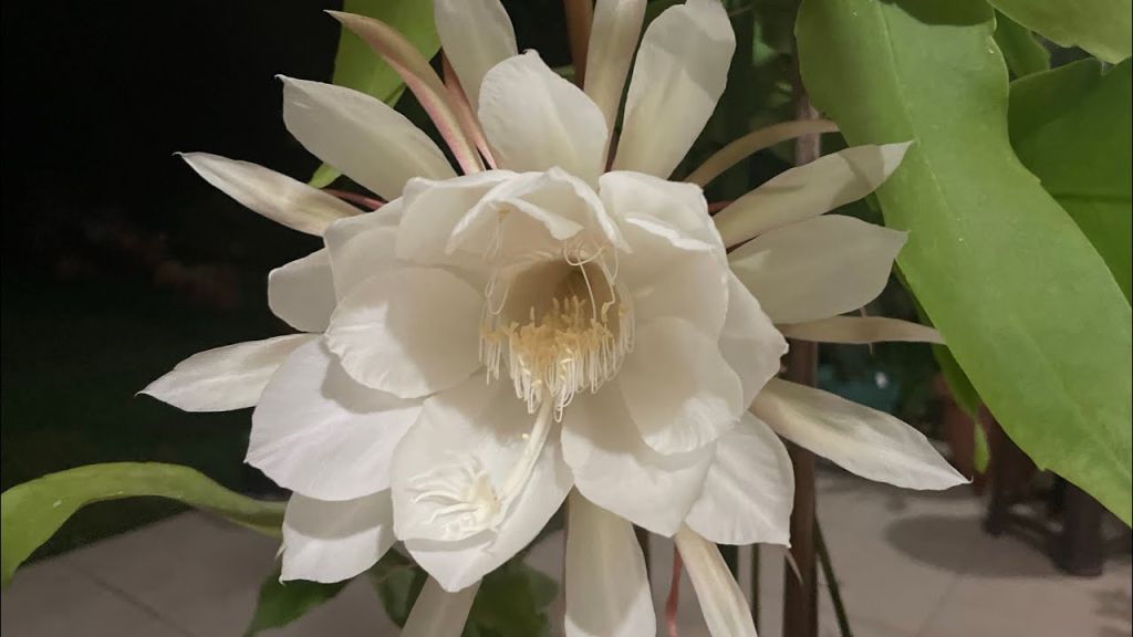 Doğada nadir bulunan bazı çiçek türleri, güzellikleri ve yetiştirme zorluklarıyla