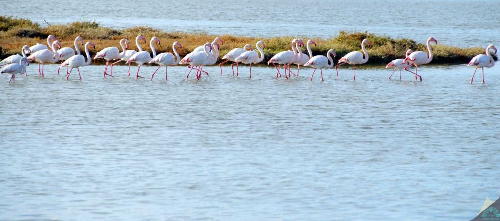 ManyasKuscenneti 20160331153529096 - Marmara Bölge Gazetesi