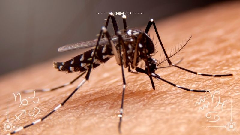 Avrupa’da sivrisinek kaynaklı hastalıklar son yılların en yüksek seviyesine ulaştı.