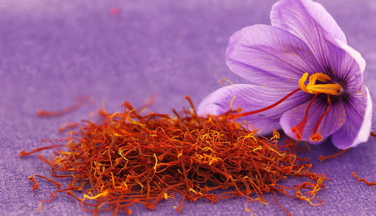 Safran Cicegi - Marmara Bölge Gazetesi