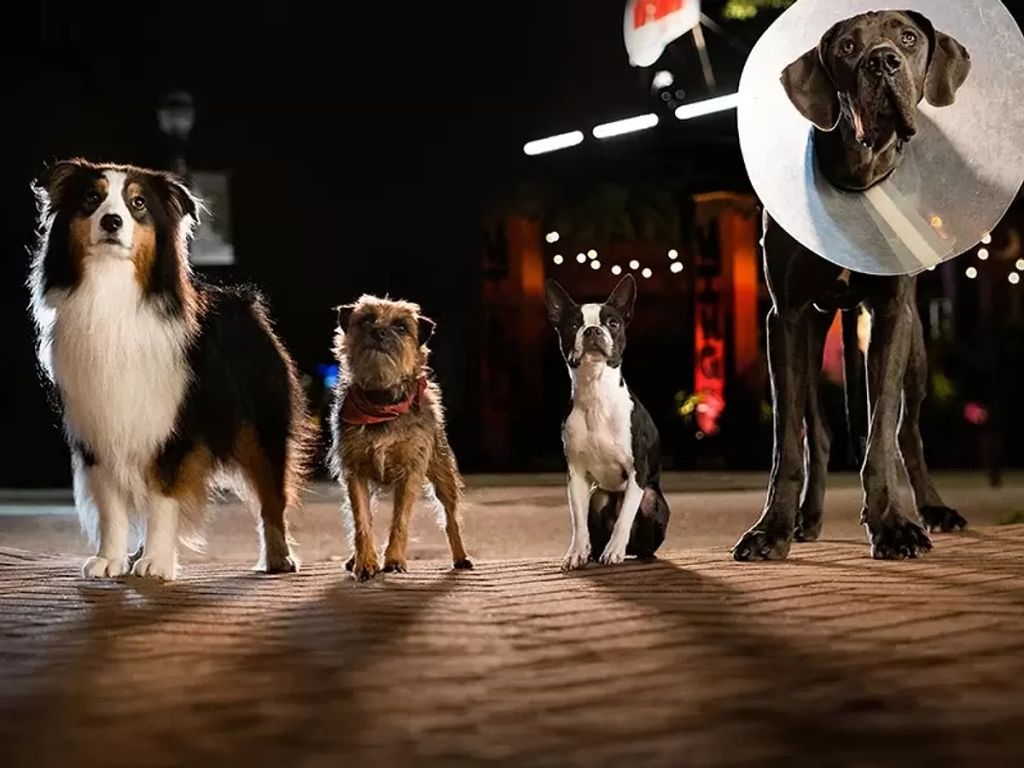 Gülerken Gözünüzden Yaş Getirecek 15 Komedi Filmi Strays - Marmara Bölge Gazetesi