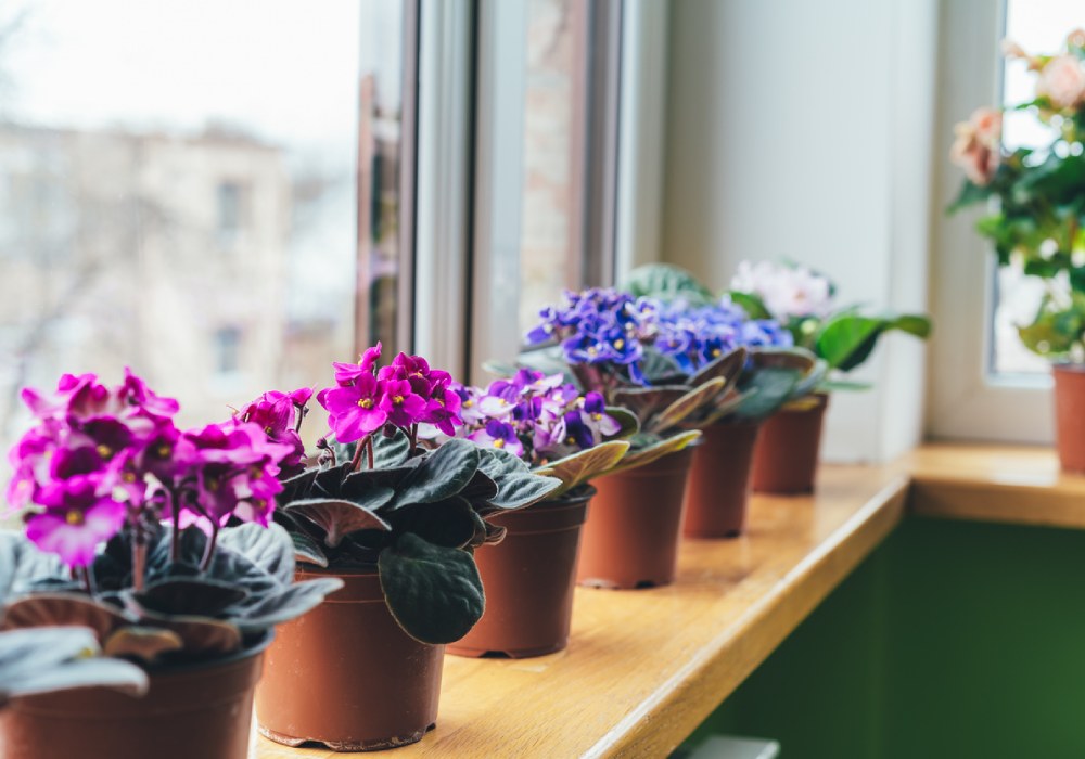 afrika meneksesi nasil bakilir - Marmara Bölge Gazetesi