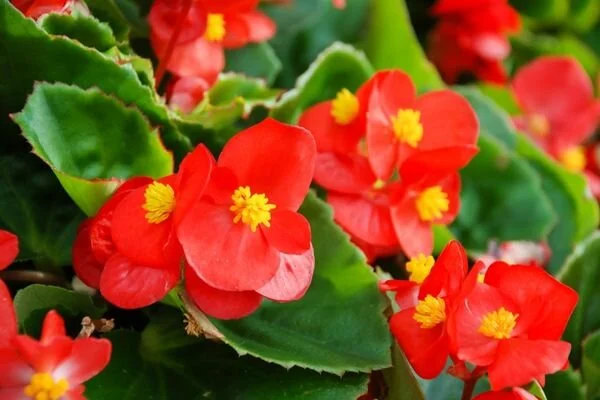 begonya cicegi bakimi cogaltilmasi sulama teknikleri - Marmara Bölge Gazetesi