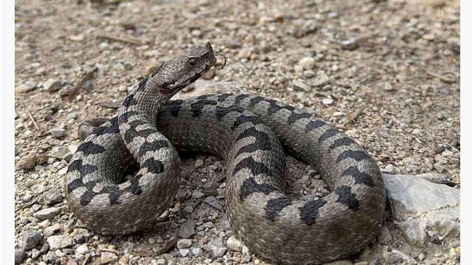 Balıkesir ve Türkiye’nin farklı bölgelerinde karada ve denizde yaşayan bazı
