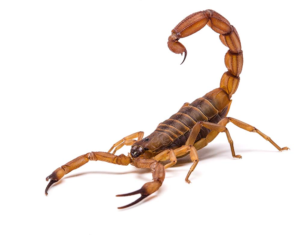 Bu Ayakkabı Alışkanlığı Hayat Kurtarabilir brown scorpion - Marmara Bölge Gazetesi