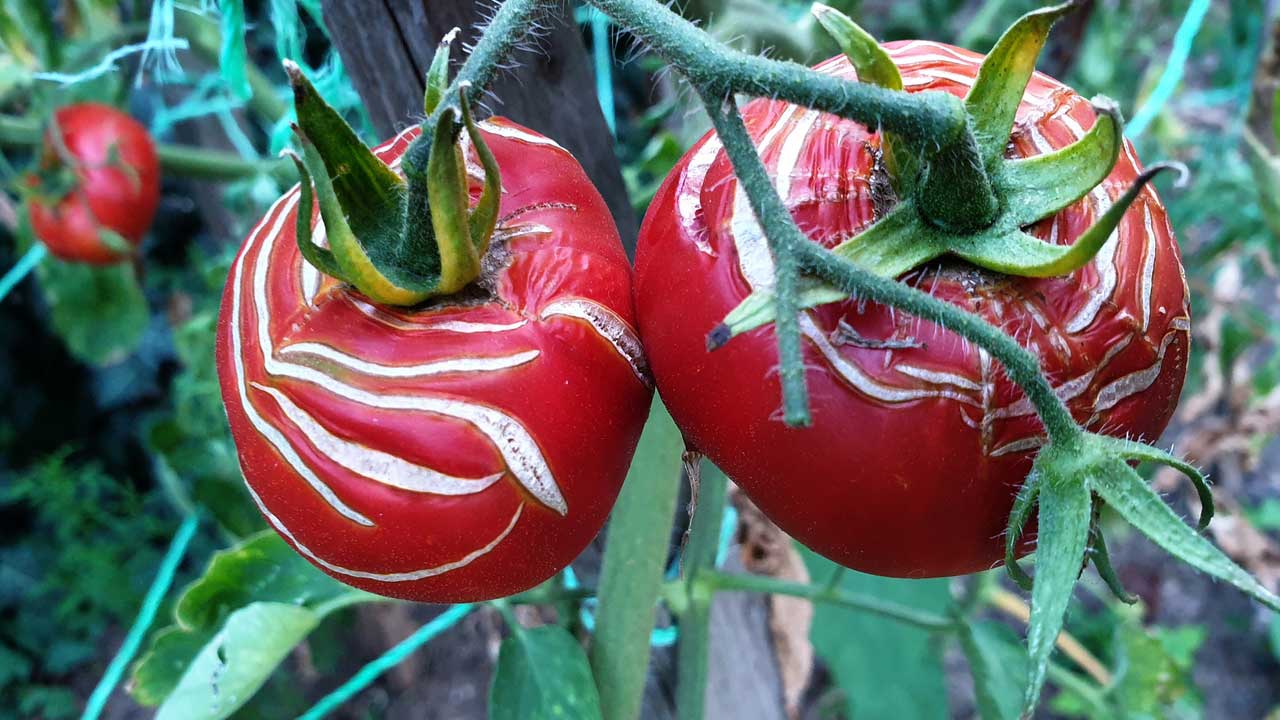 domates neden catlar - Marmara Bölge Gazetesi