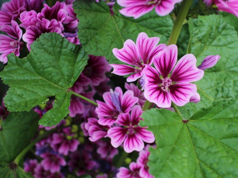 Osmanlı’dan günümüze şifa kaynağı olarak kullanılan ebegümeci, Balıkesir’de de halk