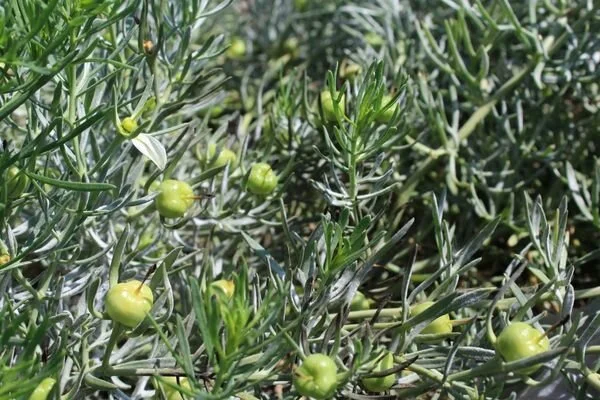 enerji veren uzerlik cayinin 6 mucizevi faydasi 1 - Marmara Bölge Gazetesi