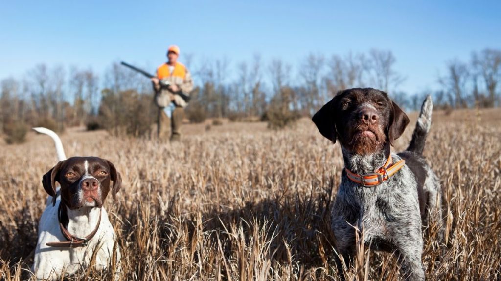 Tarım ve Orman Bakanlığı, 2025-2026 av döneminin 23 Ağustos’ta başlayacağını